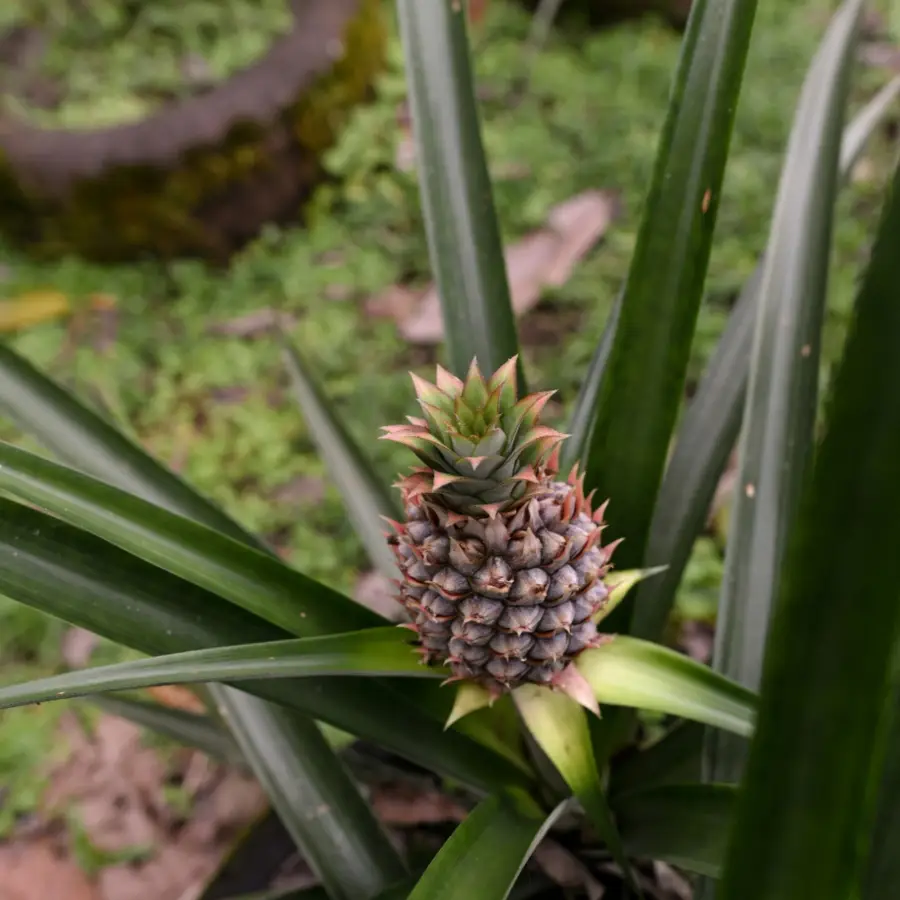 Pineapple growing on a tropical plantation, surrounded by long green leaves and lush vegetation.