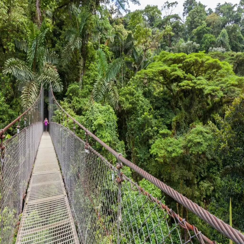 Mistico Park Hanging Bridges