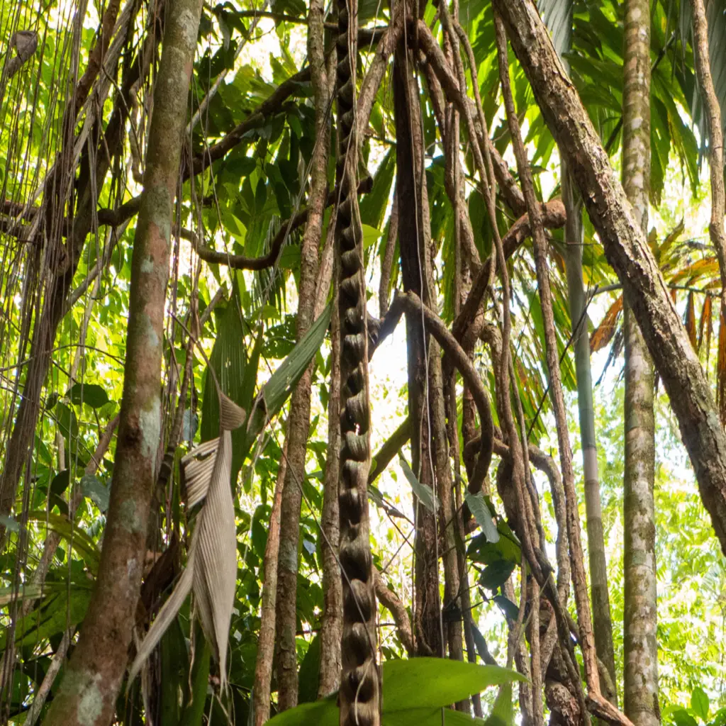 La Tirimbina Biological Reserve Chocolate Tour