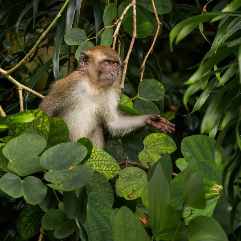 IMAGE_B_MonkeyForest