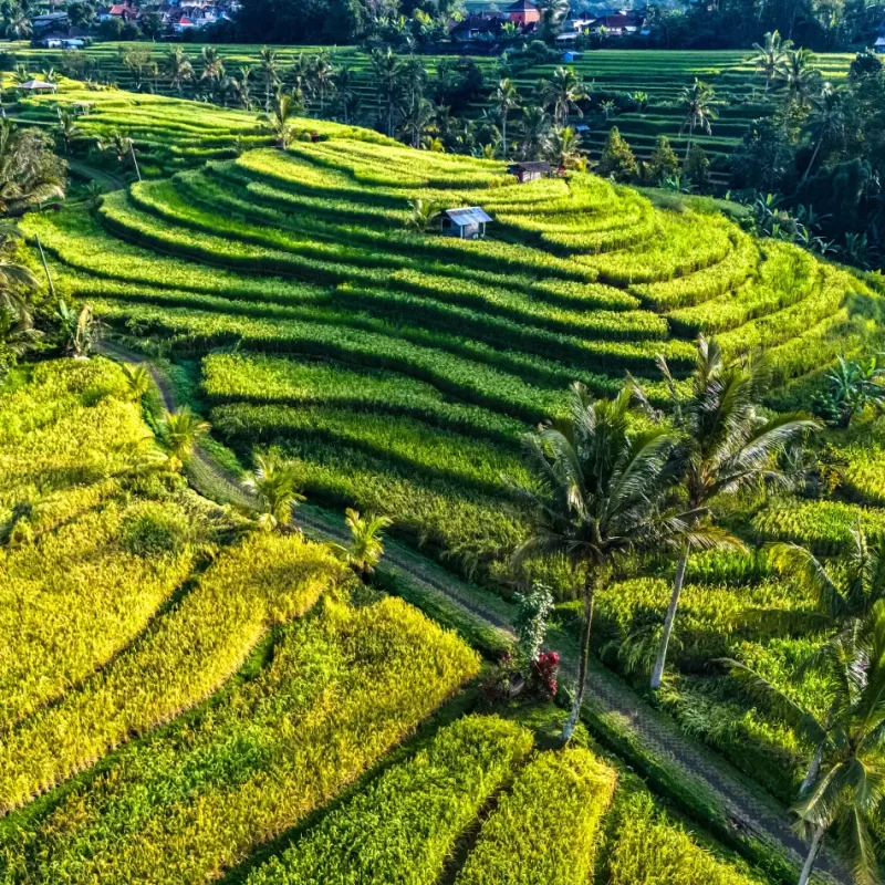 IMAGE_C_JatiluwihRiceTerraces