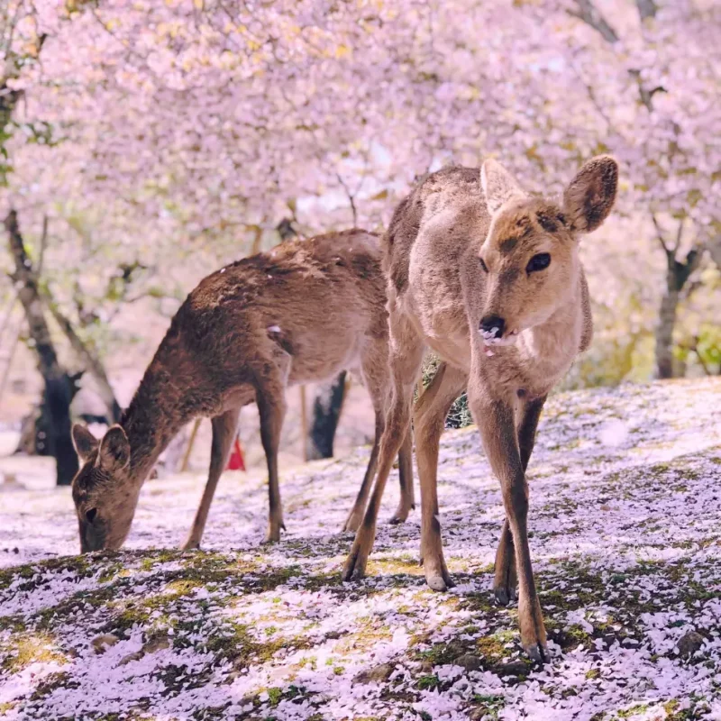 IMAGE_D_Nara_Deer_Park