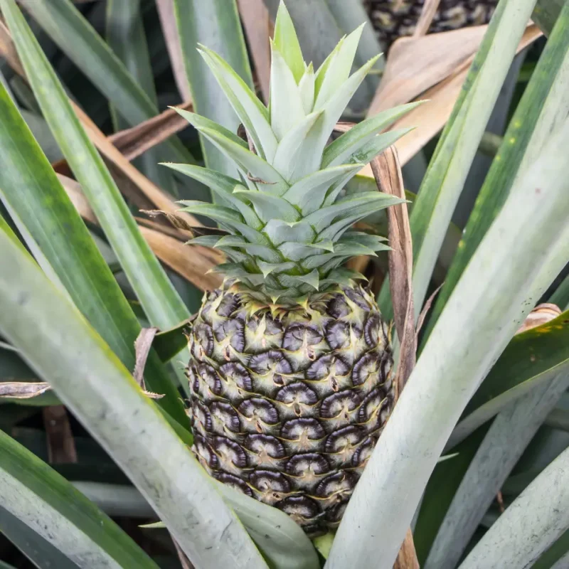 IMAGE_E_Pineapple